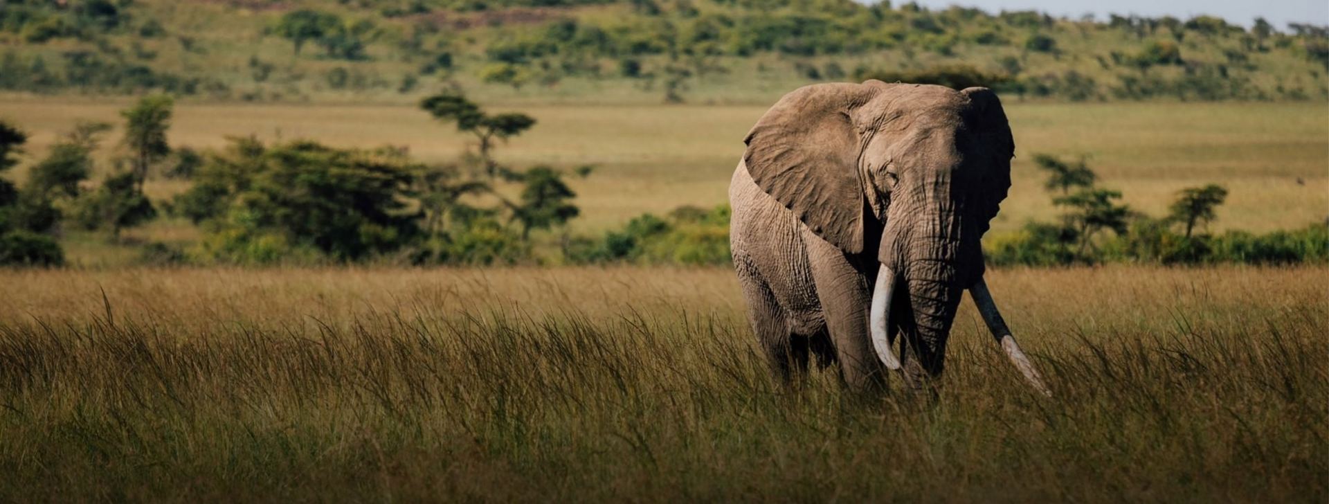 An elephant in tall savanna grass